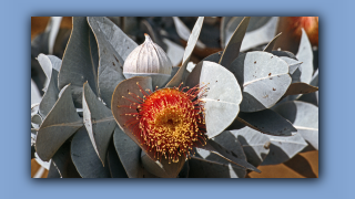 1993_WA_D05-18-05_Eukalyptus (Eucalyptus macrocarpa).jpg